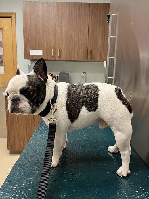 Clark Animal Care Center Picture 6