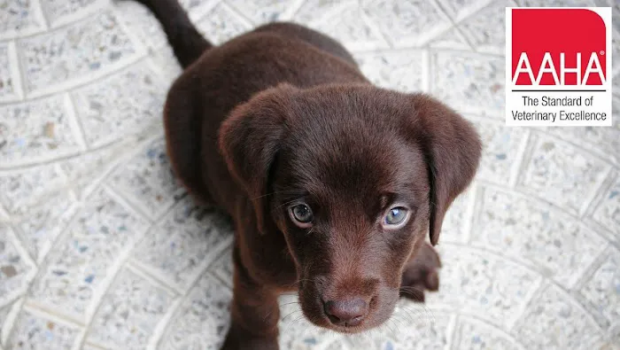 Clark Animal Care Center Picture 1