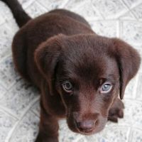 Clark Animal Care Center ico