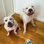 For Dog's Sake