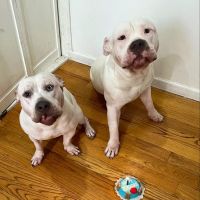 For Dog's Sake ico