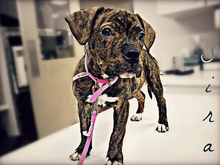 Fairport Animal Hospital Picture 10