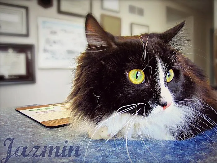 Fairport Animal Hospital Picture 5