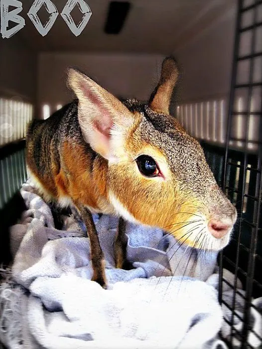 Fairport Animal Hospital Picture 1