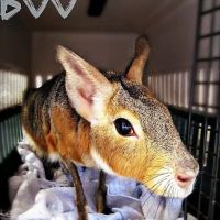 Fairport Animal Hospital ico