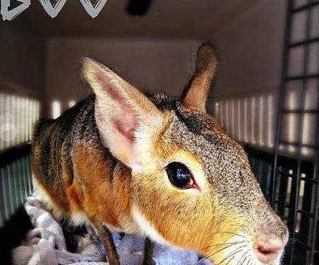 Fairport Animal Hospital