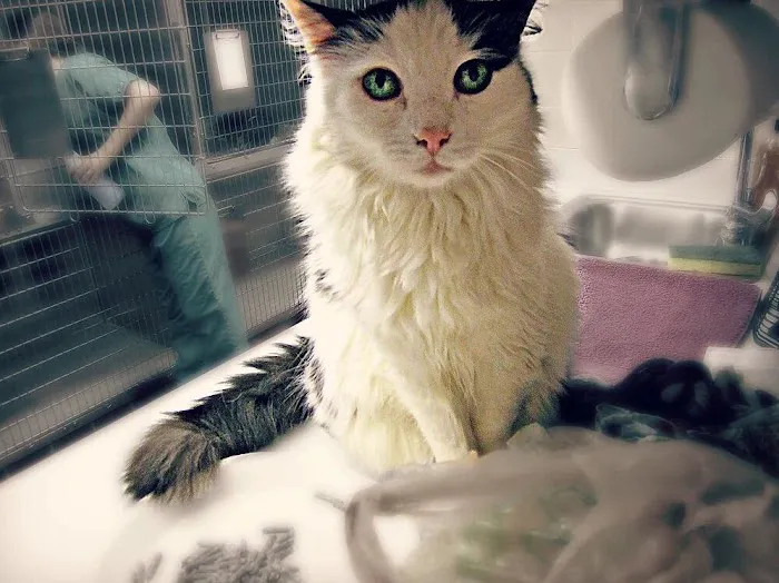 Fairport Animal Hospital Picture 7