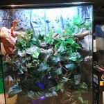 Curious Creatures