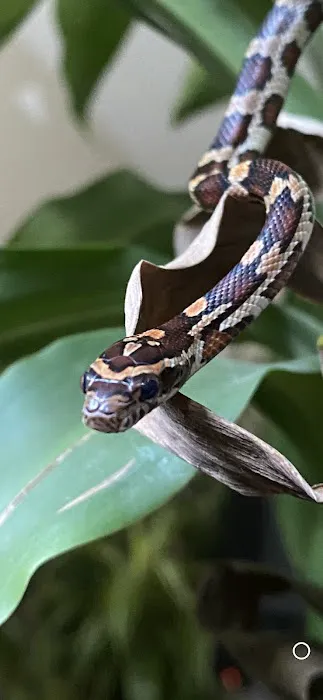 Curious Creatures Picture 6