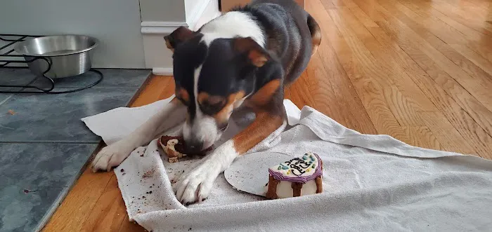 Le Barkery and Spa Picture 7