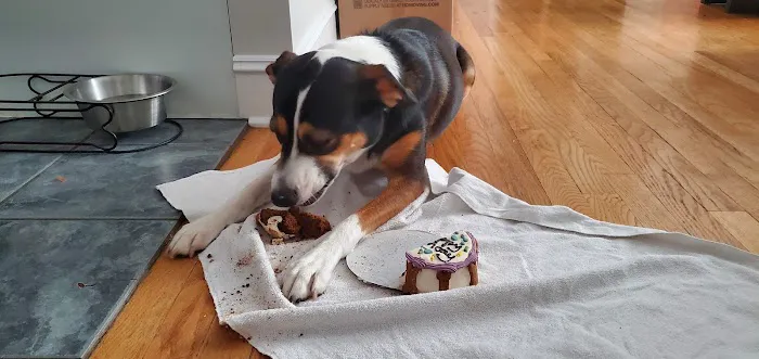 Le Barkery and Spa Picture 6