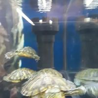 Petco ico