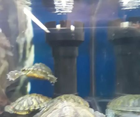 Petco