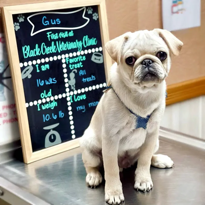 Black Creek Animal Clinic LLC Picture 4