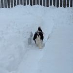 Black Creek Animal Clinic LLC