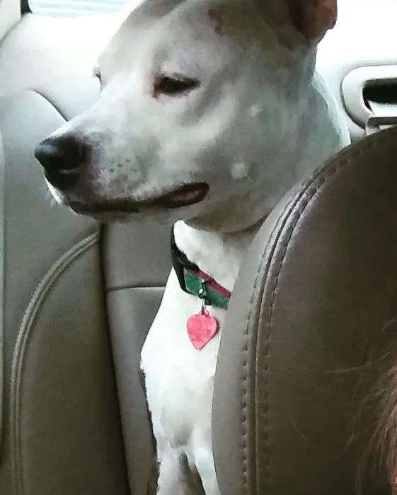 Tara Animal Hospital Picture 9