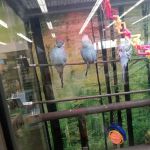 Petco