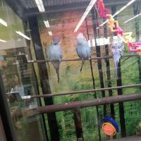 Petco ico