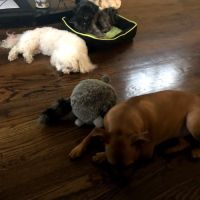 Pet Planet International ico