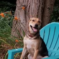 North Country Veterinary Referral Center ico