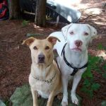Countryside Veterinary Medical Group