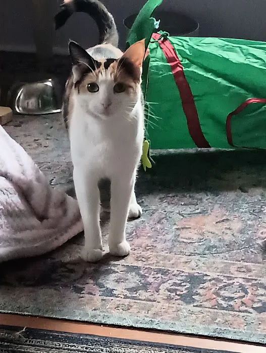 ADK Spay and Neuter Picture 2