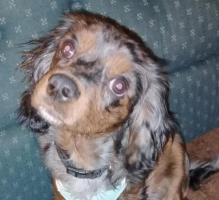ADK Spay and Neuter Picture 1