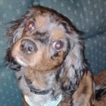 ADK Spay and Neuter
