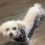 7 Seas Pet Care Center