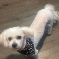 7 Seas Pet Care Center ico