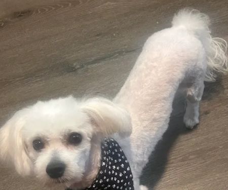 7 Seas Pet Care Center