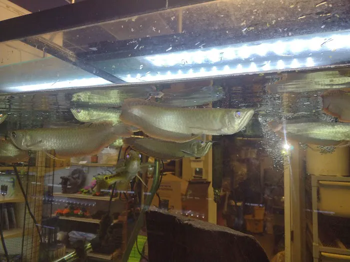 Animal Island Pet Shop Picture 1