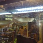 Animal Island Pet Shop