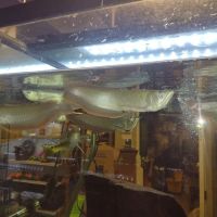 Animal Island Pet Shop ico