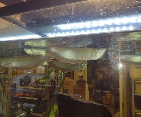 Animal Island Pet Shop