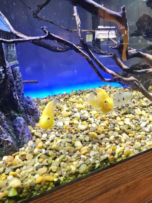 Animal Island Pet Shop Picture 6