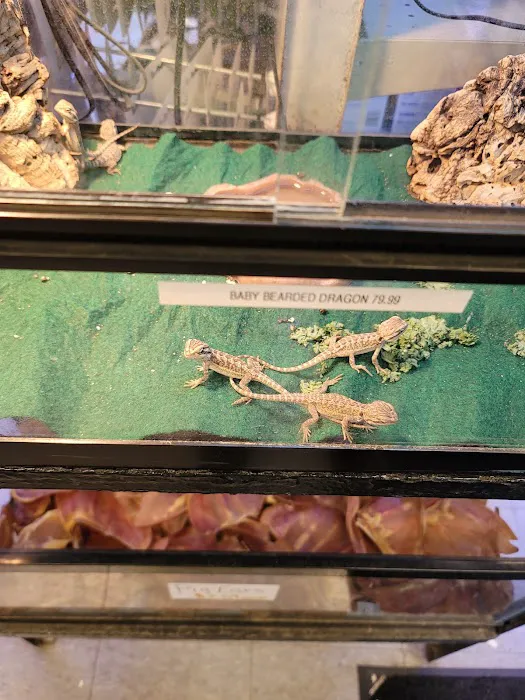 Animal Island Pet Shop Picture 3