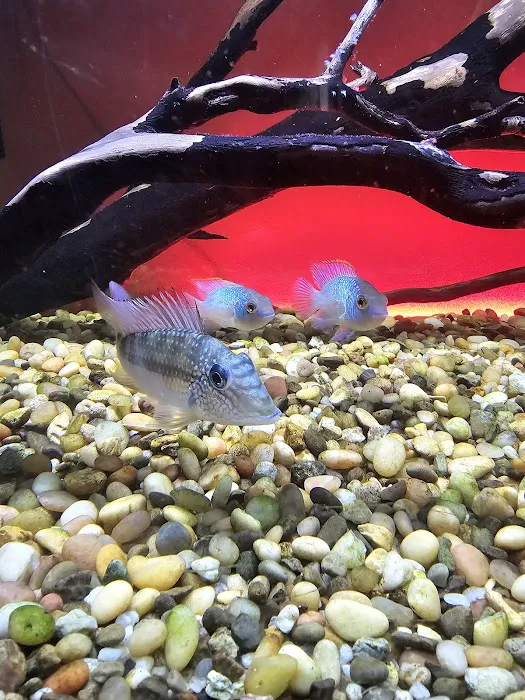 Animal Island Pet Shop Picture 7