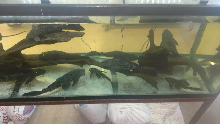 Animal Island Pet Shop Picture 8