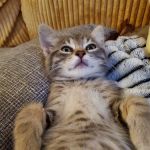 Saint Francis Veterinary Hospital PLLC