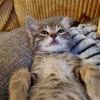 Saint Francis Veterinary Hospital PLLC ico