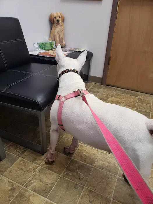 Saint Francis Veterinary Hospital PLLC Picture 5