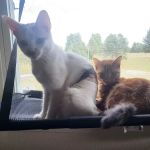 Fort Drum Veterinary Treatment Facility