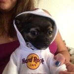 Animal Doctors Veterinary Clinic: Harff Nina DVM