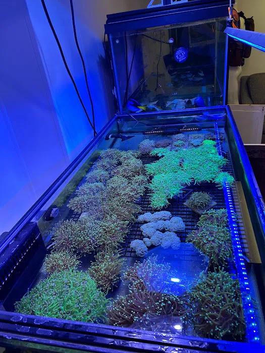 Cape Coral Collectors Picture 2
