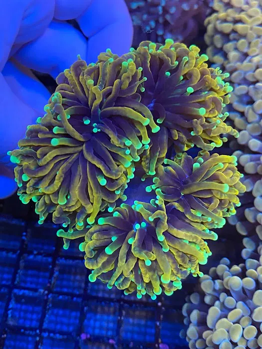 Cape Coral Collectors Picture 6
