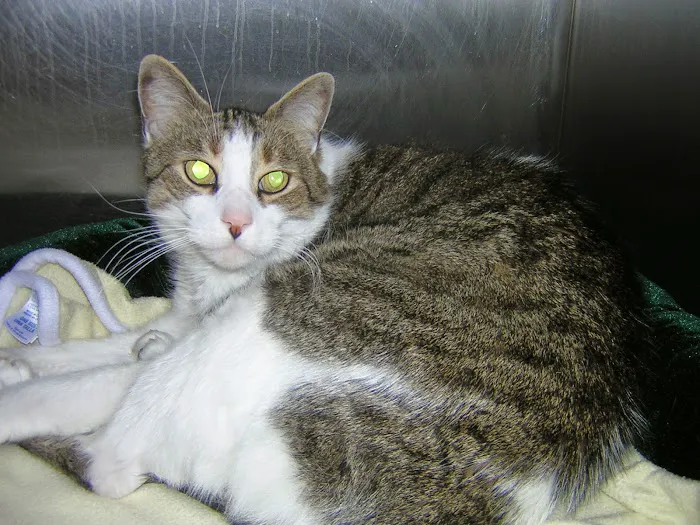 Watertown Animal Hospital, L.L.P. Picture 7
