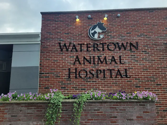 Watertown Animal Hospital, L.L.P. Picture 3