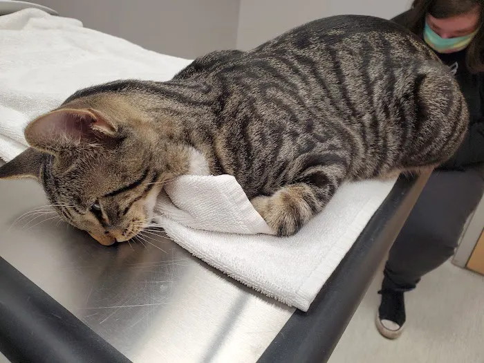 Watertown Animal Hospital, L.L.P. Picture 8