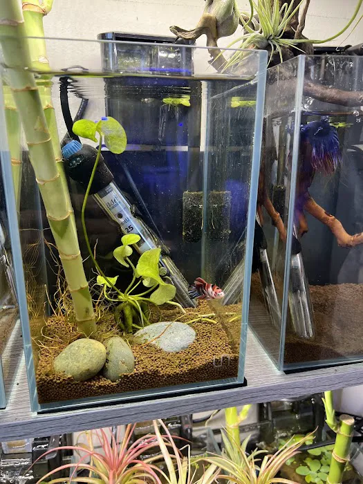 Big Fish Aquarium Picture 5